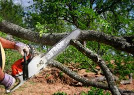 Best Commercial Tree Services  in East Glenville, NY